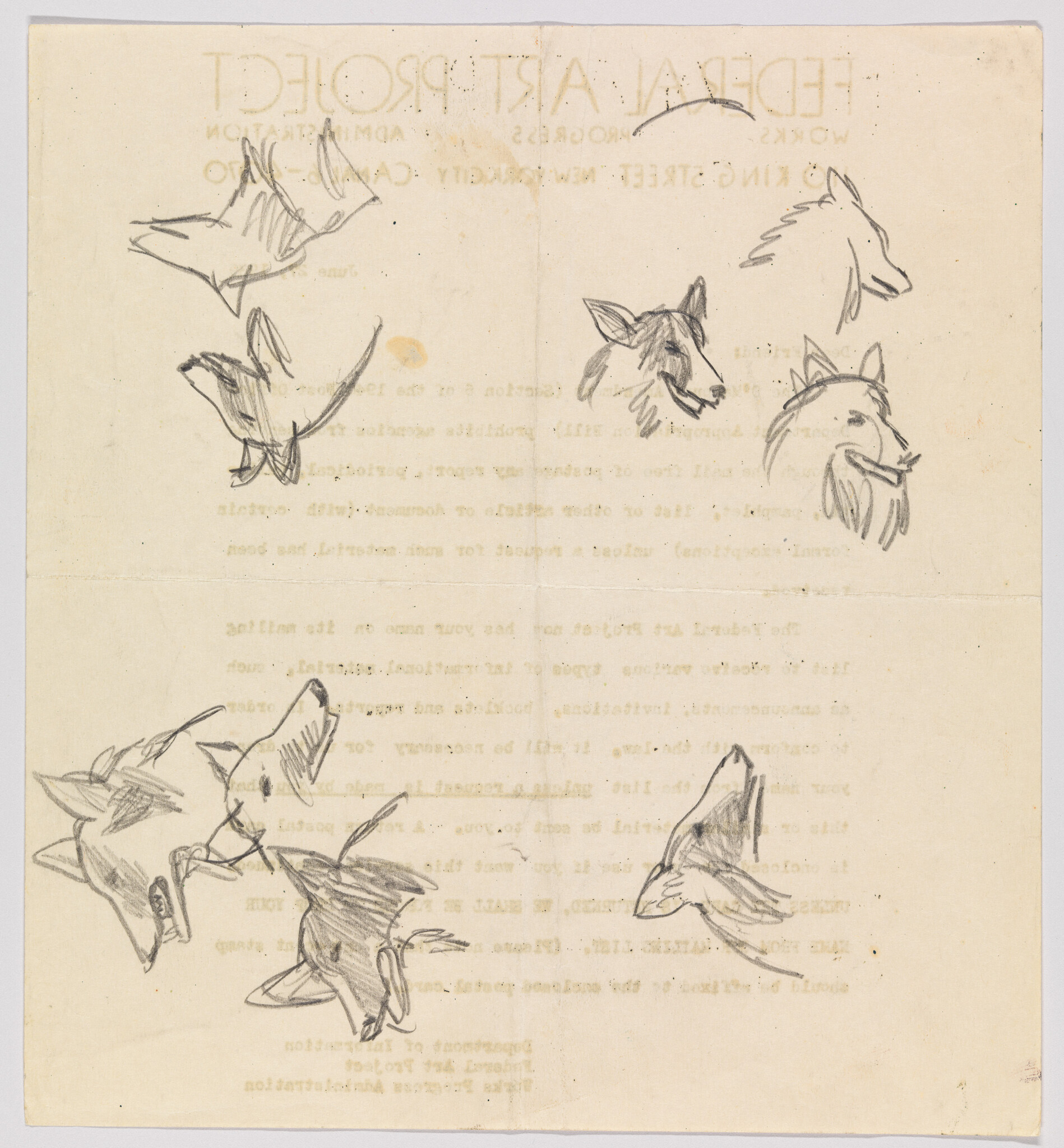 Several quick pencil sketches of fox heads scattered across a sheet of paper.