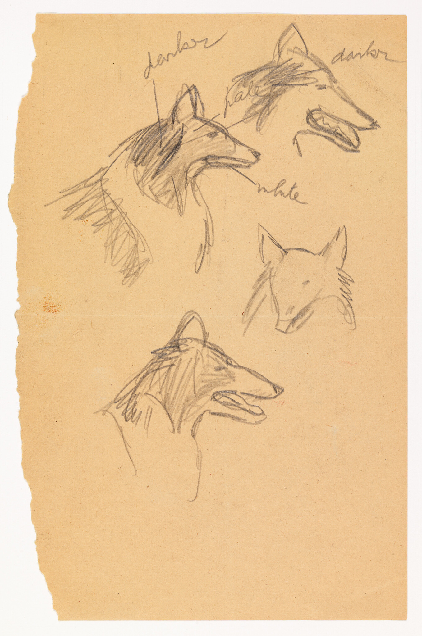 Several rough pencil sketches of fox heads and profiles on aged paper.