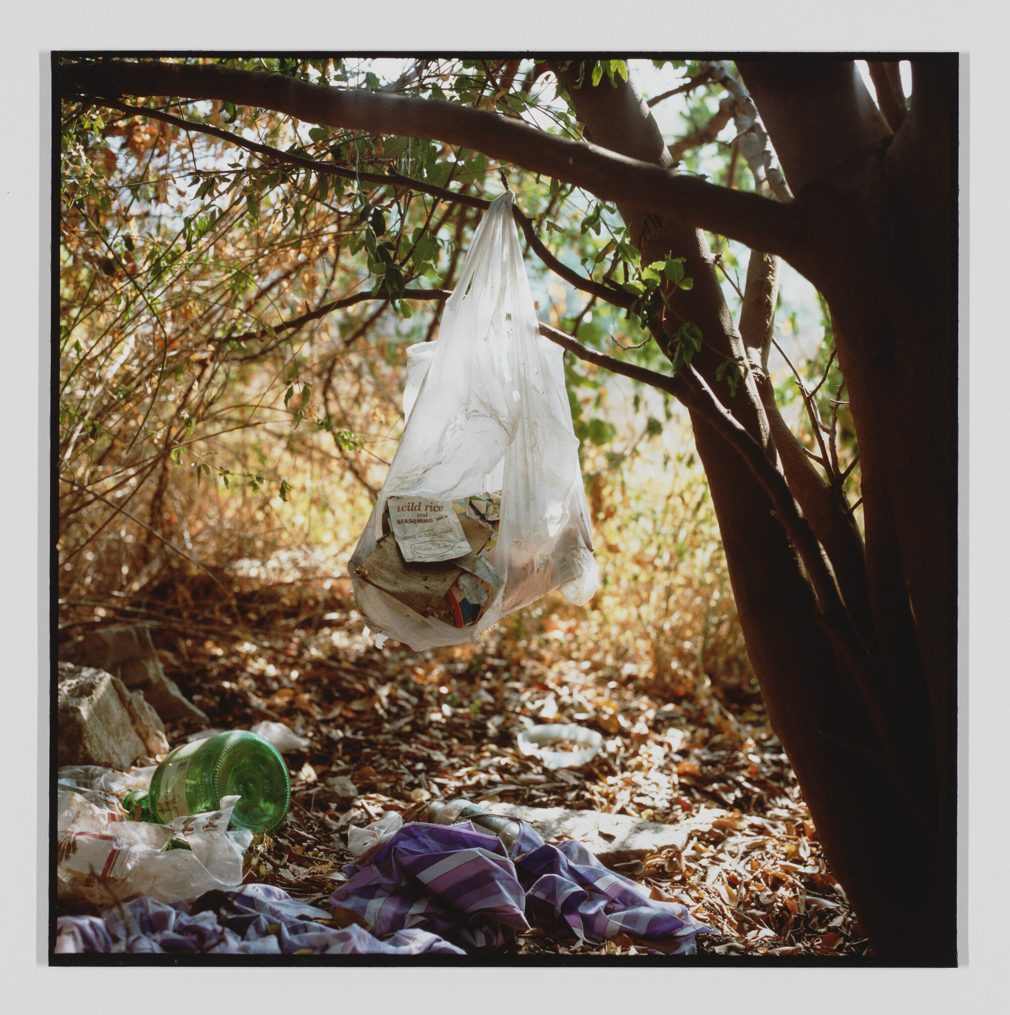 A plastic bag filled with trash hangs from a tree branch above littered ground.