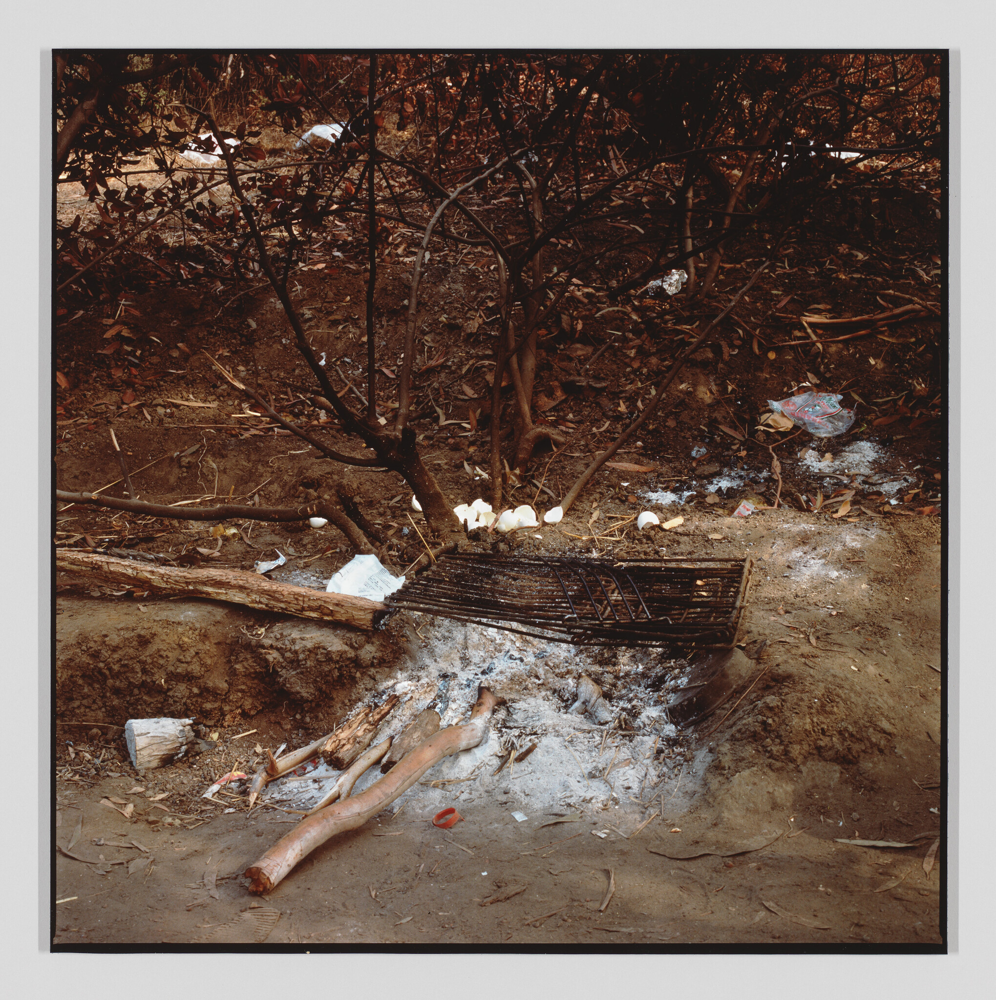 Charred ground with a metal grill over cooling ashes and scattered logs beneath a small tree.