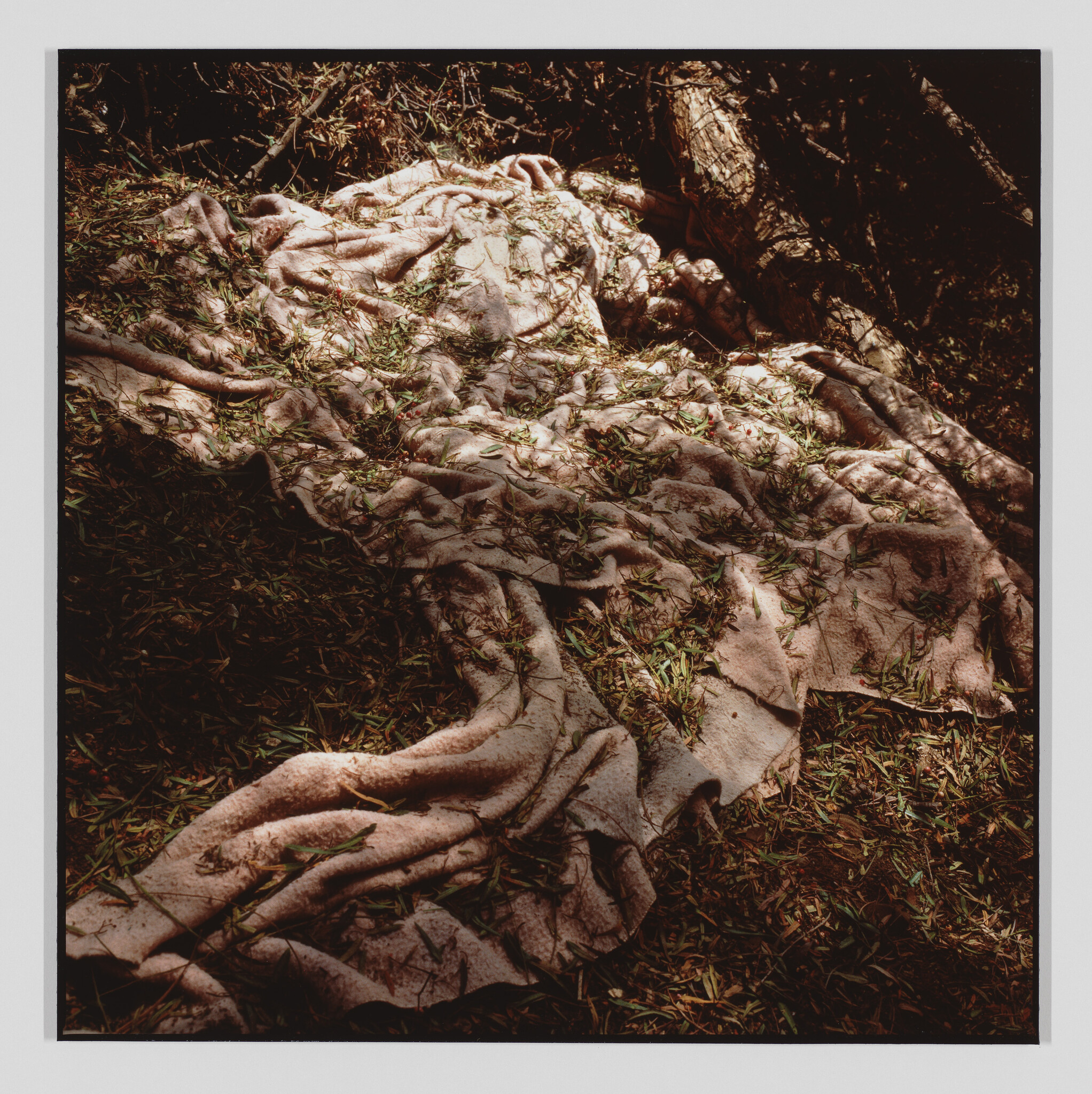 A dirt-stained blanket lies crumpled on grass under a tree, scattered with leaves.