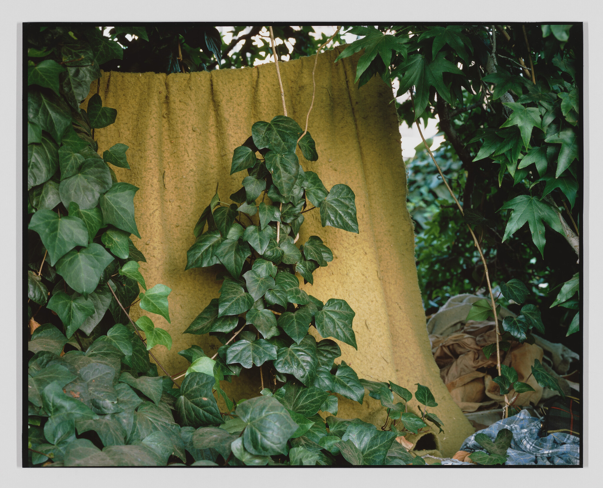 Thick green ivy vines climb and cover a weathered yellow tarp with discarded cloth beneath.