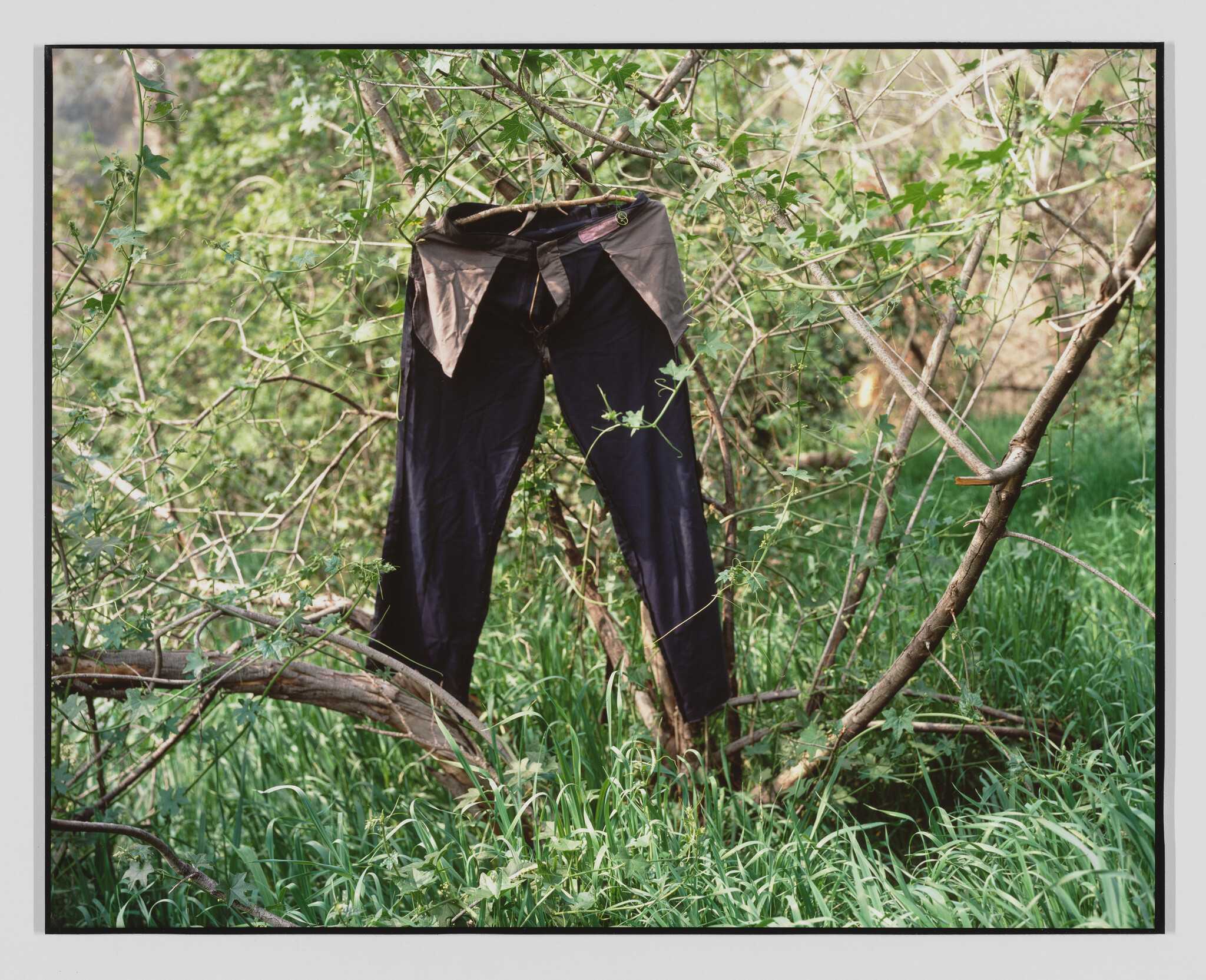 A pair of dark pants hangs from tree branches above tall green grass.