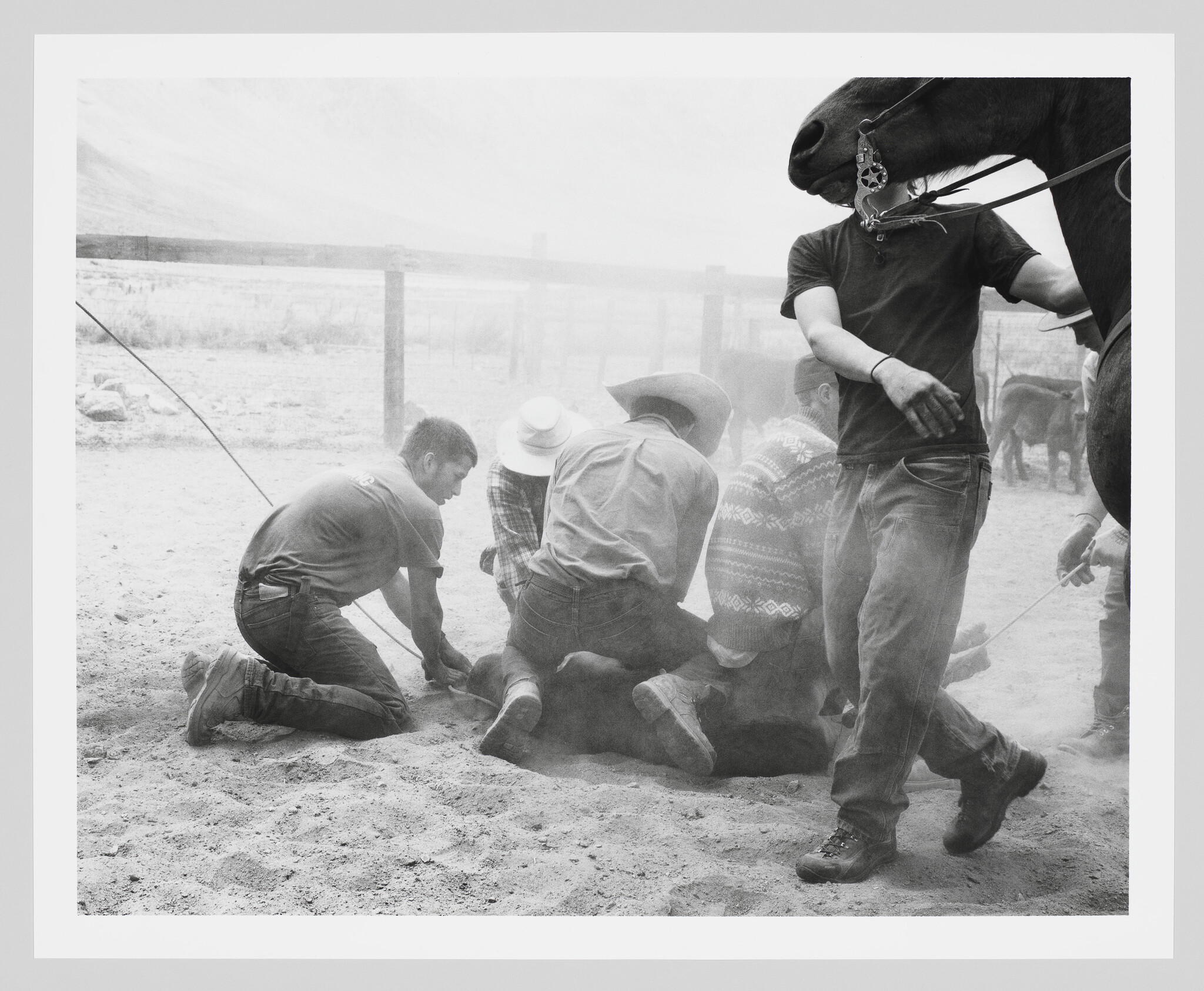 Several cowboys restrain a calf on dusty ground while a horse stands nearby.