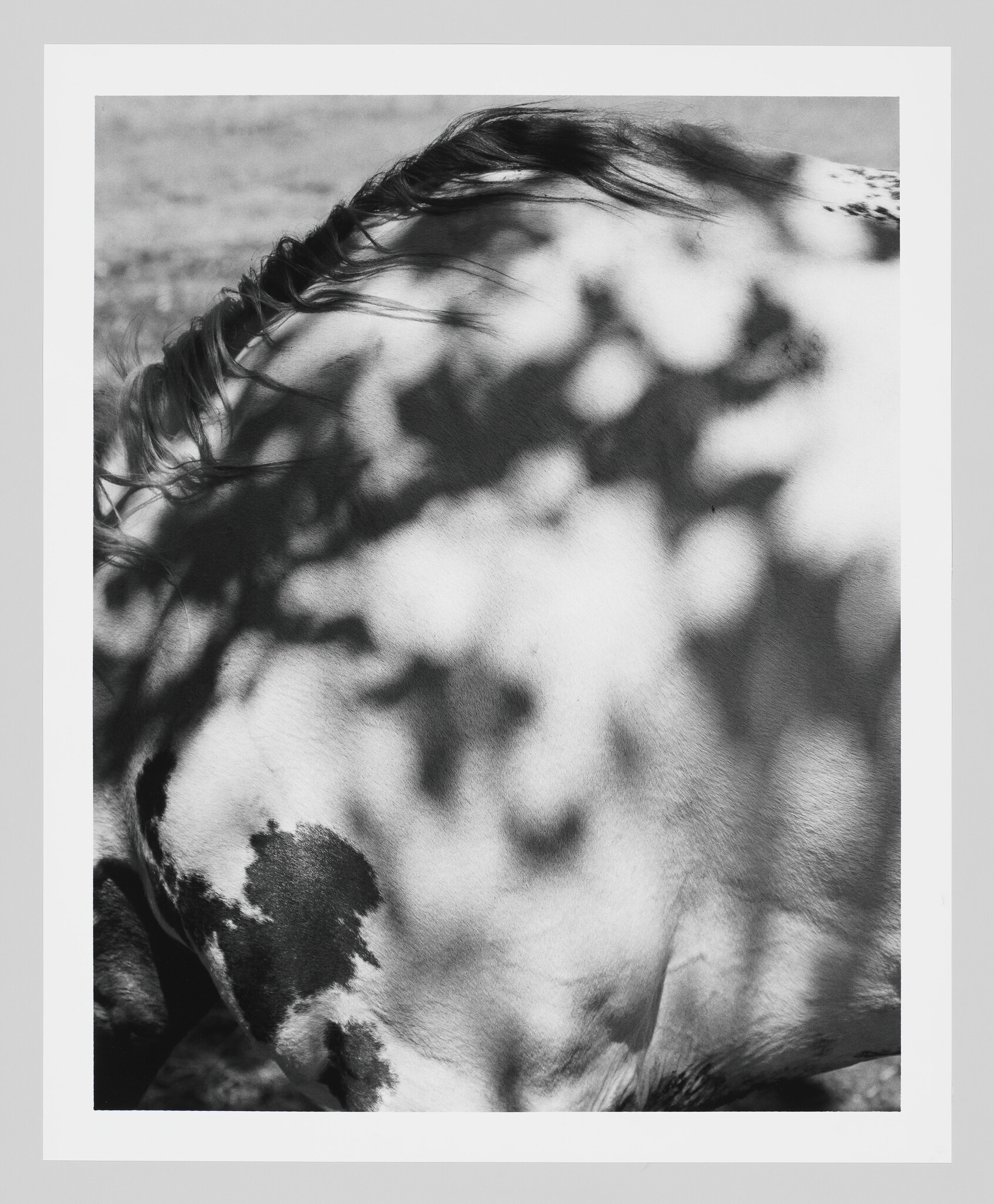 White-and-black spotted horse's flank and mane with dappled sunlight and shadow patterns.