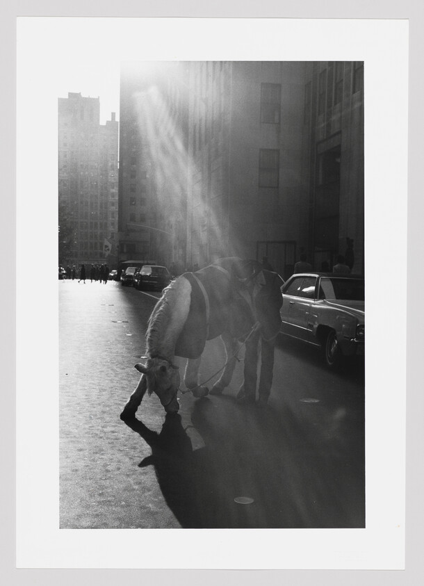 Two saddled horses stand in a sunlit city street next to parked cars.
