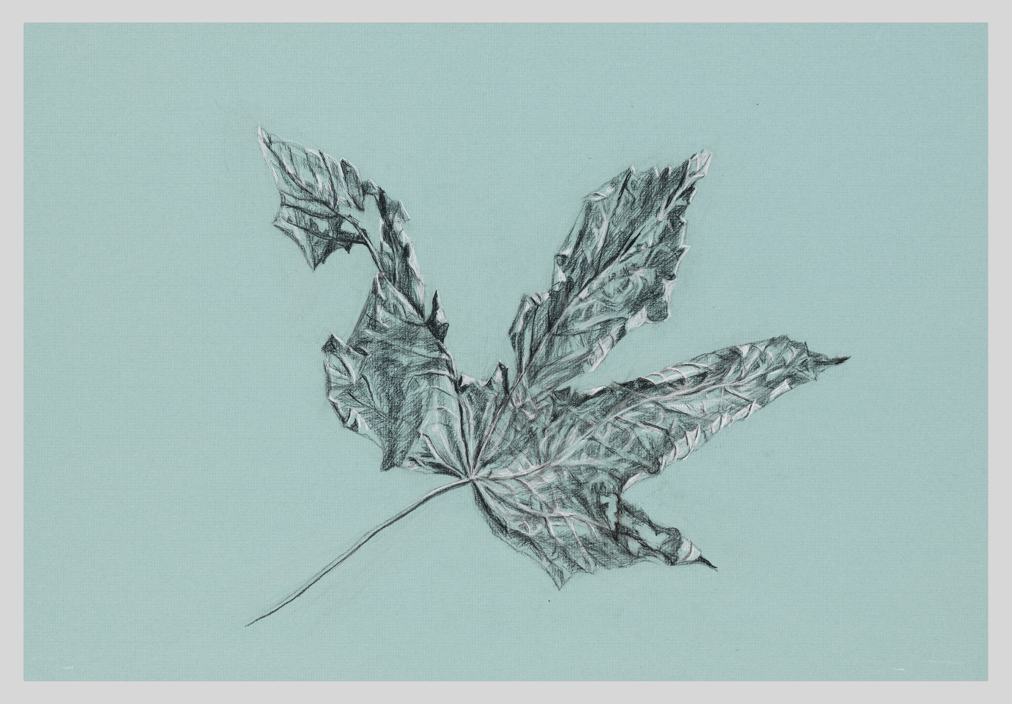 A detailed pencil sketch of a wrinkled maple leaf with extended stem on a teal background.
