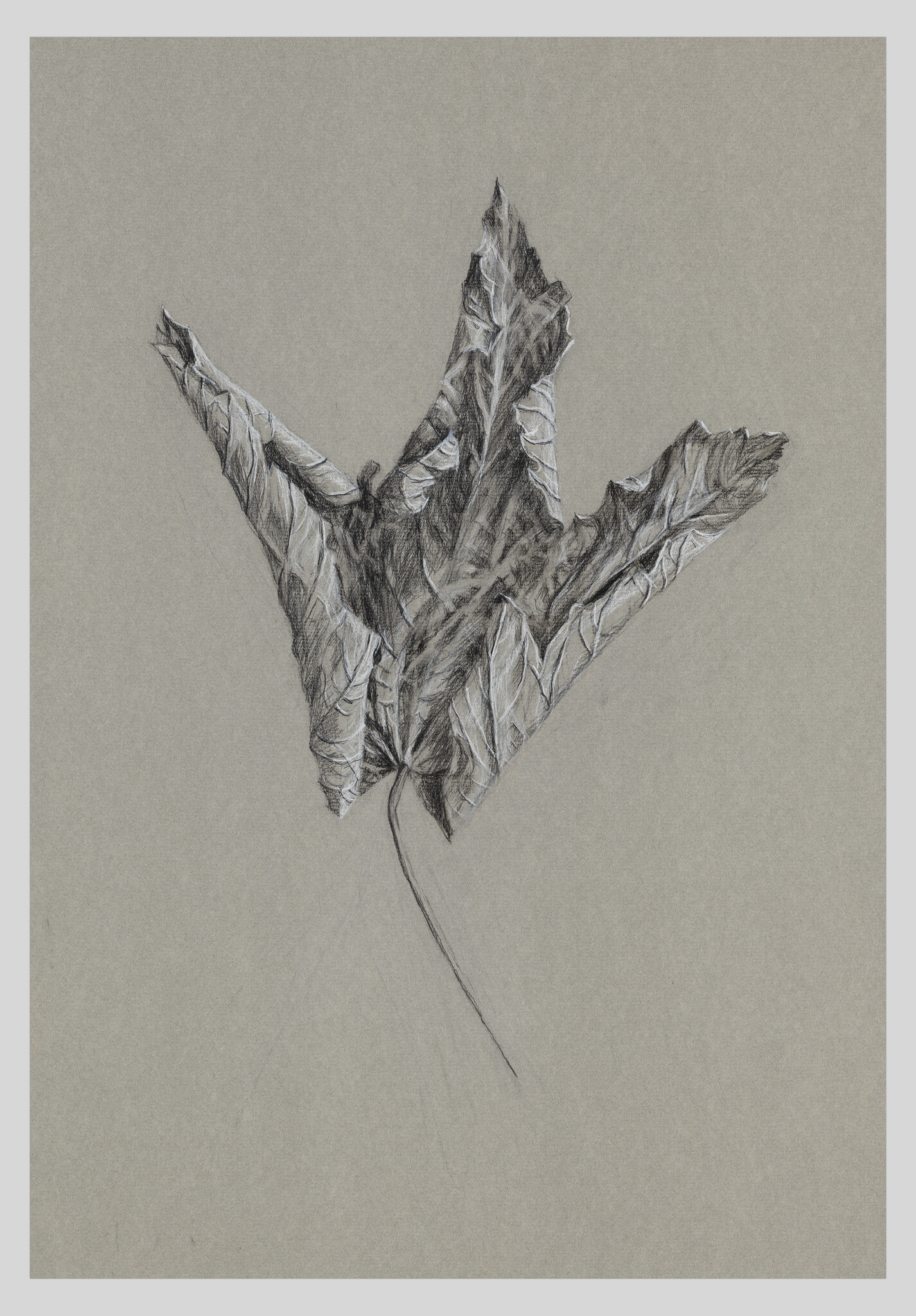 A detailed pencil sketch of a curled, crinkled leaf with visible veins and stem.