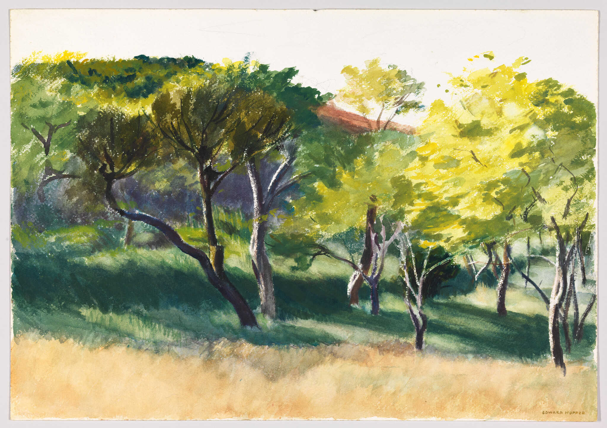 Sunlit trees with bright green and yellow leaves stand on a grassy hillside.