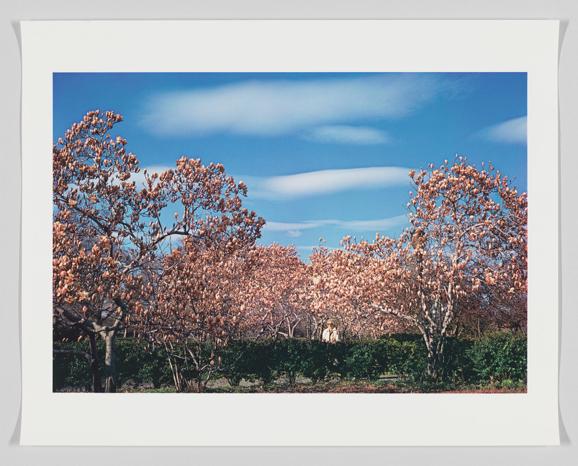 A framed photograph of a blooming magnolia tree with pink flowers against a clear blue sky with wispy clouds.