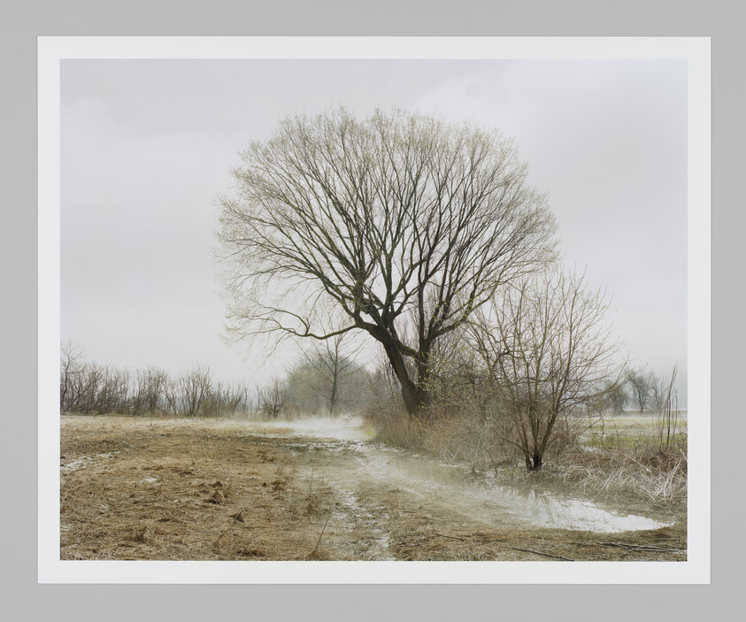 A large leafless tree stands beside a muddy path and shallow water under a gray sky.