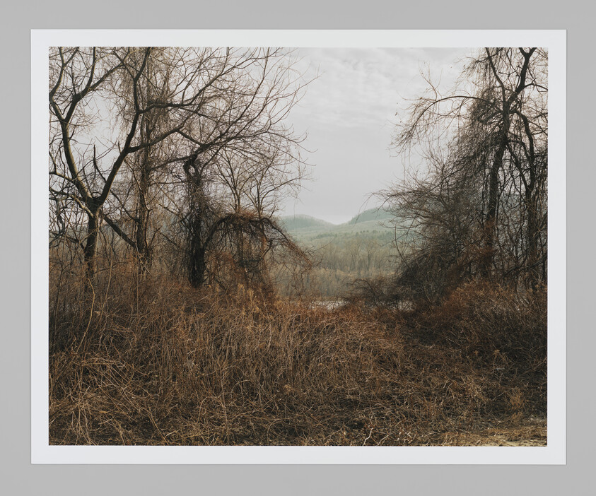 Leafless trees and tangled brown underbrush frame a misty view of distant green hills.