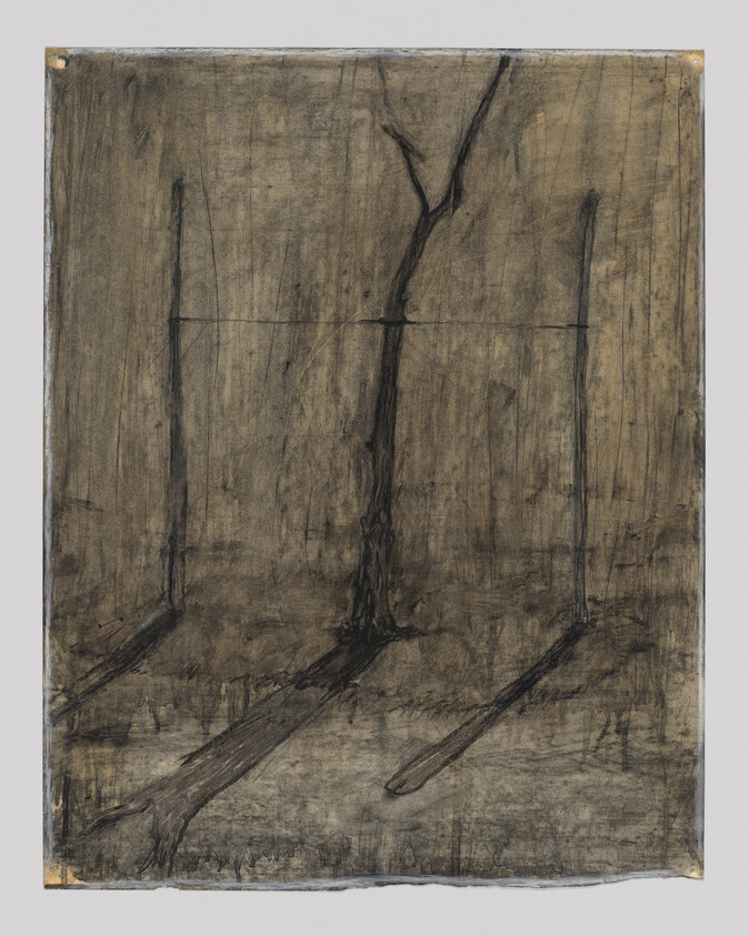 Three tall, leafless trees stand behind a thin wire fence casting long diagonal shadows.