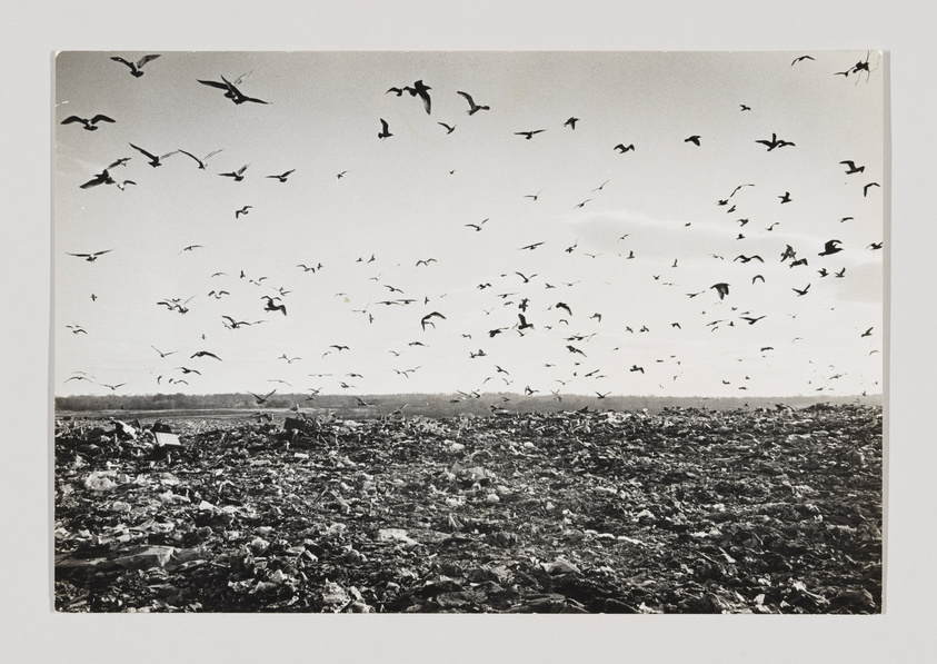 A black and white photograph capturing a large flock of birds in flight over a littered landscape, with a clear sky in the background.