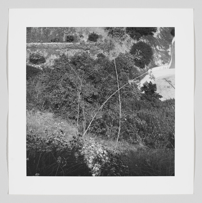 Overgrown hillside with shrubs and thin bare branches overlooking a curved road below.