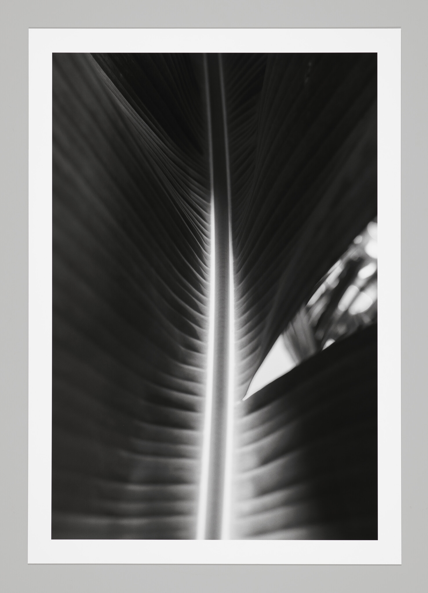 A close-up black-and-white view of a large leaf showing a bright central vein and parallel ribs.