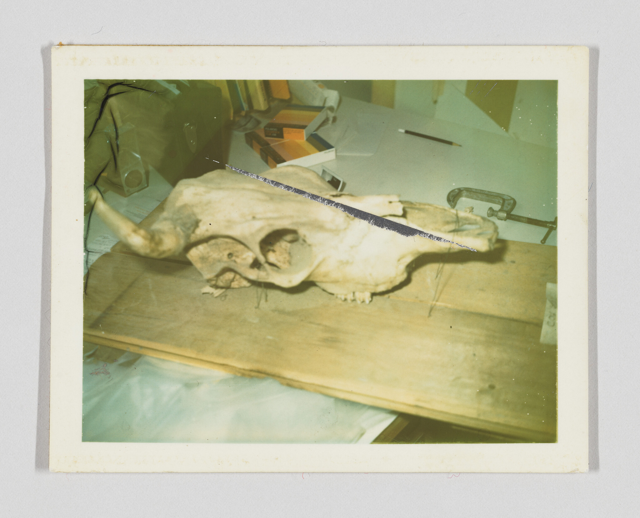Large animal skull rests on a wooden board while a clamp and pencil sit nearby.