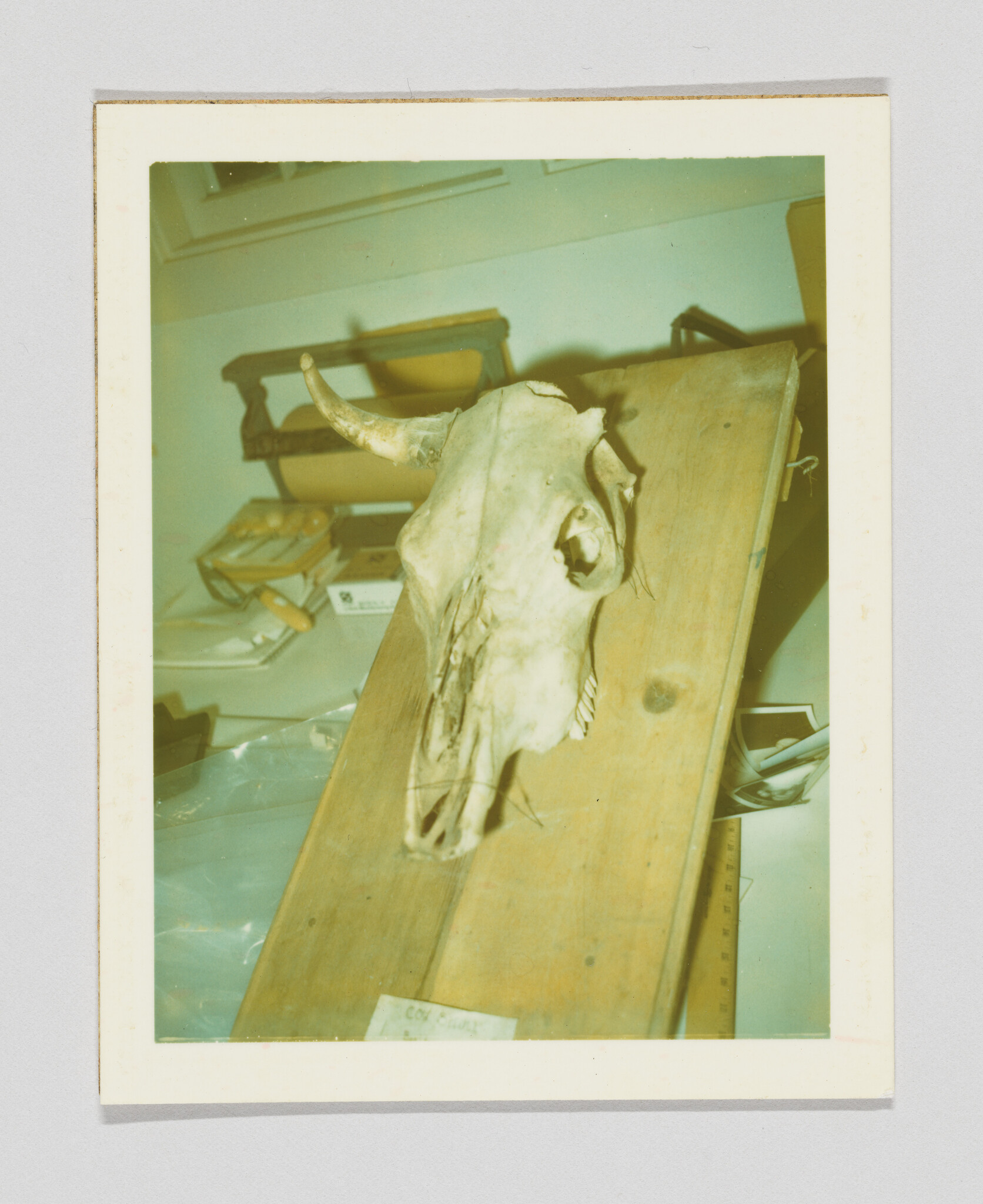 Cow skull mounted on a wooden board leaning against a table with scattered papers.