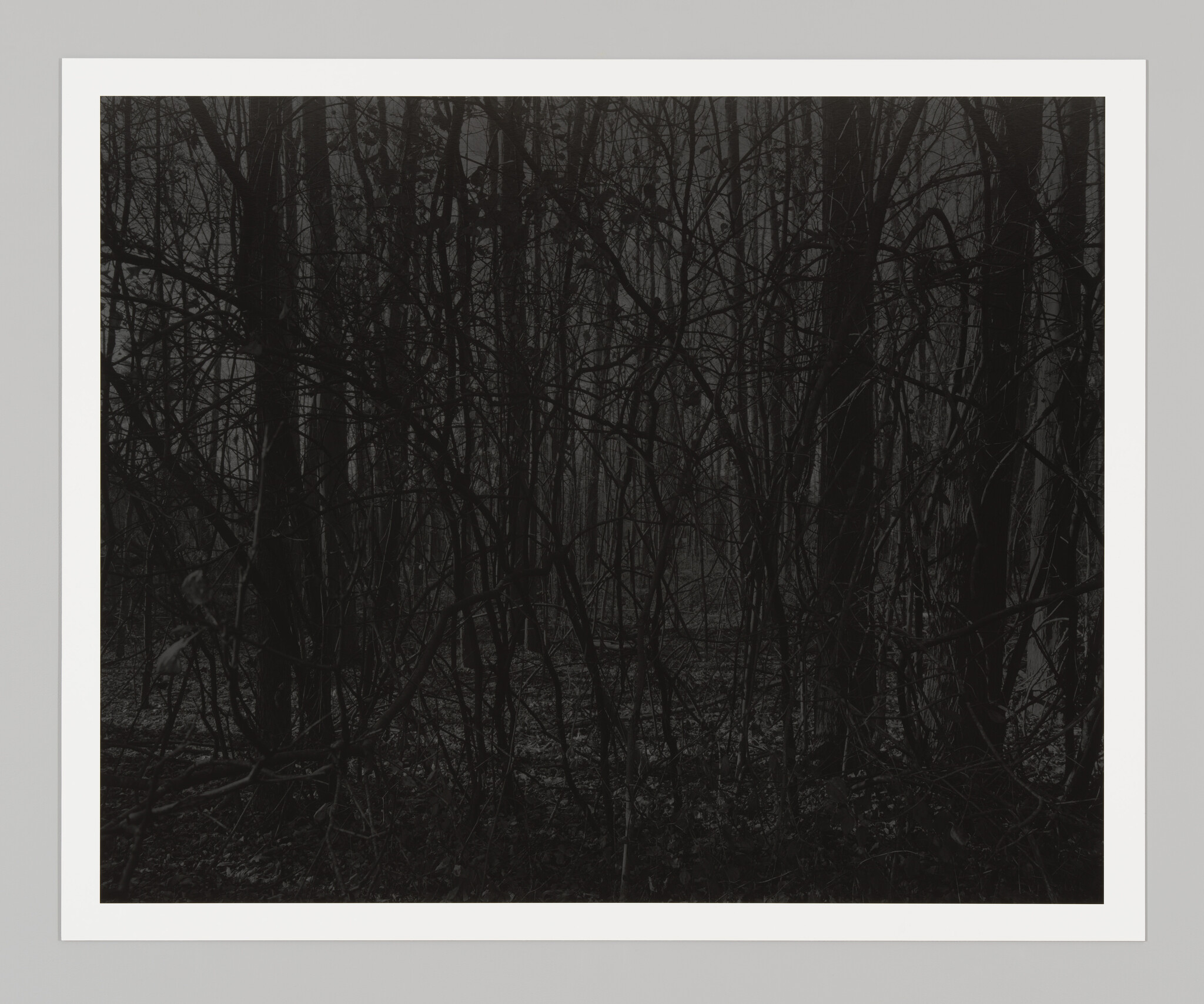 A tangle of black, bare trees crosshatch and animate the surface of a gray, nocturne forest scene.
