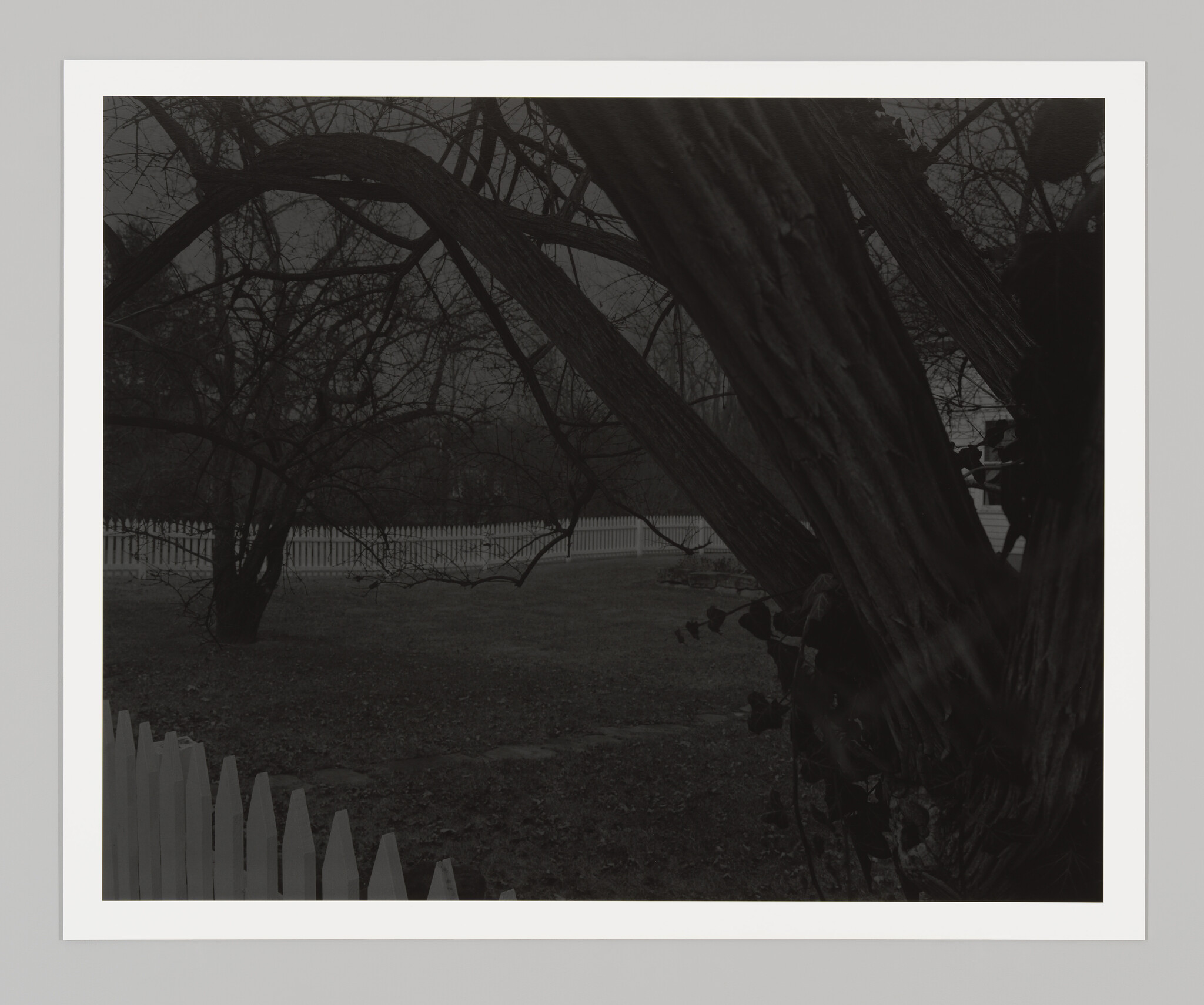 A greyscale image shows two bare trees enclosed by a white picket fence 