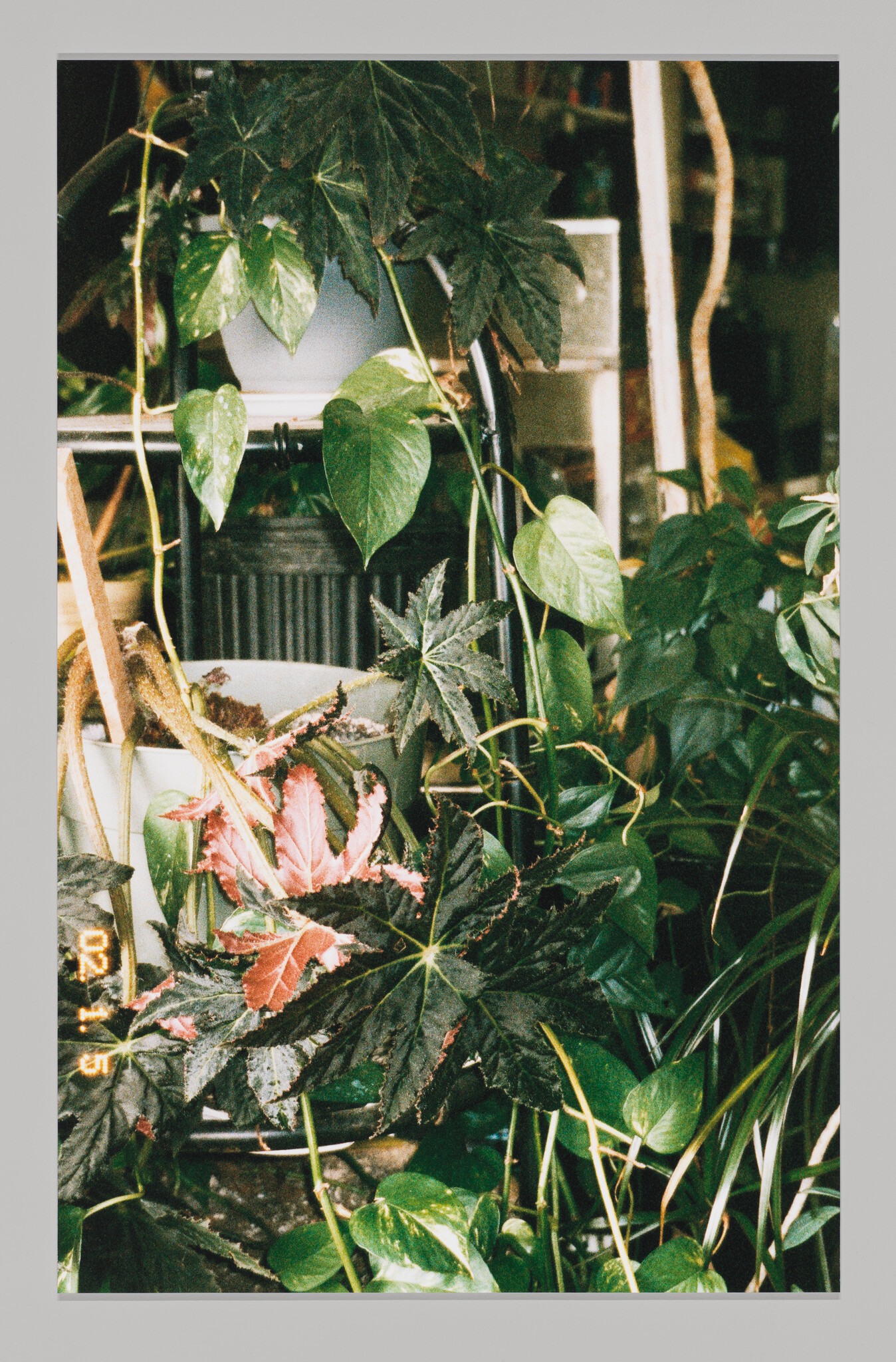 A cluster of indoor potted plants with large dark and pink-streaked leaves and trailing vines.