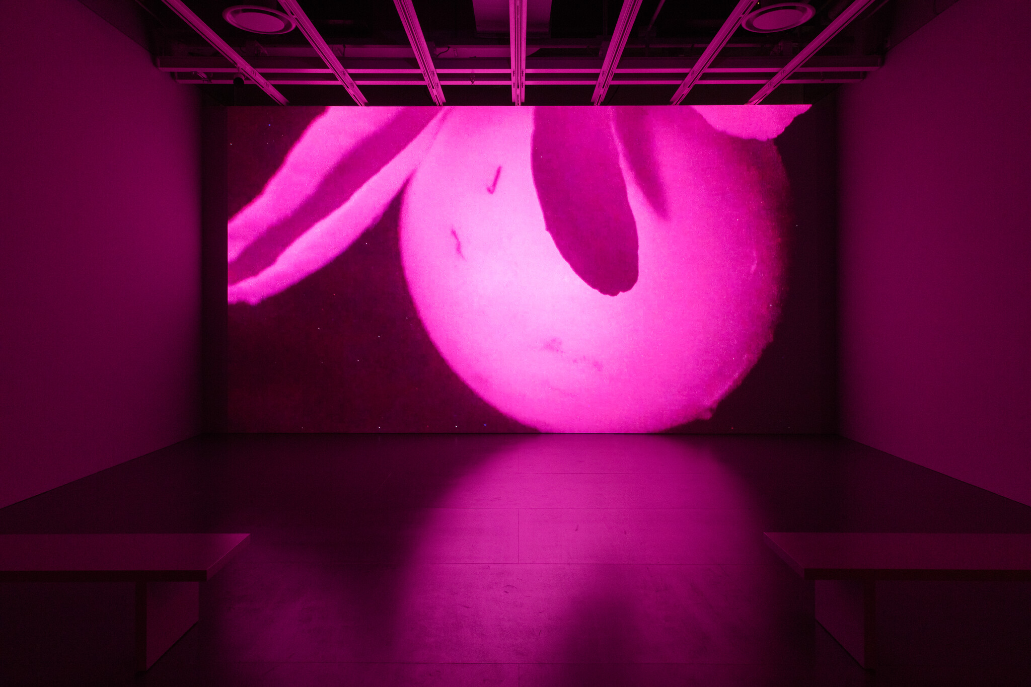 Large screen in a dark room displays a close-up, abstract pink image with benches facing the screen.
