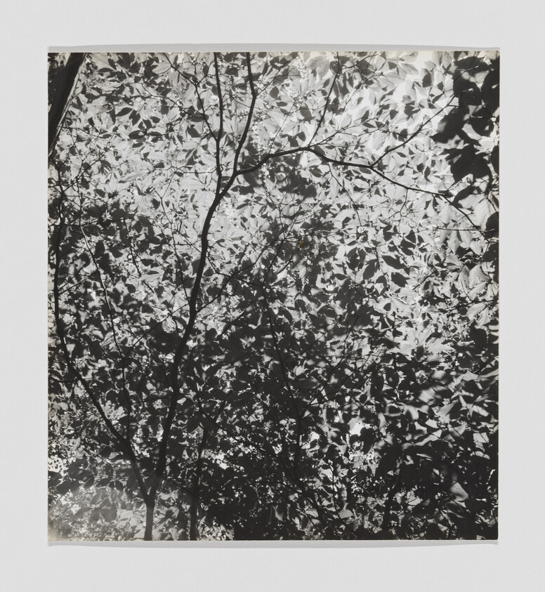 Black-and-white view of tree branches and dense leaves forming a patterned canopy overhead.
