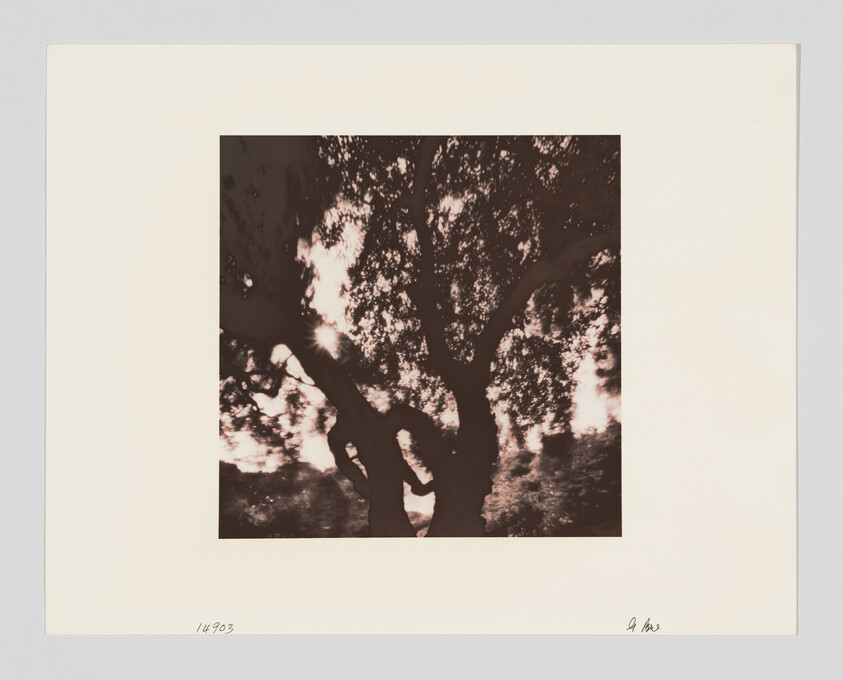 A large, blurred oak tree with thick trunks and sunlight filtering through its leafy branches.