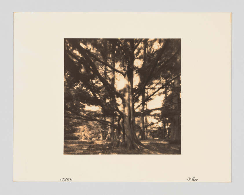 Large old tree with wide spreading branches standing in a sunlit park clearing.