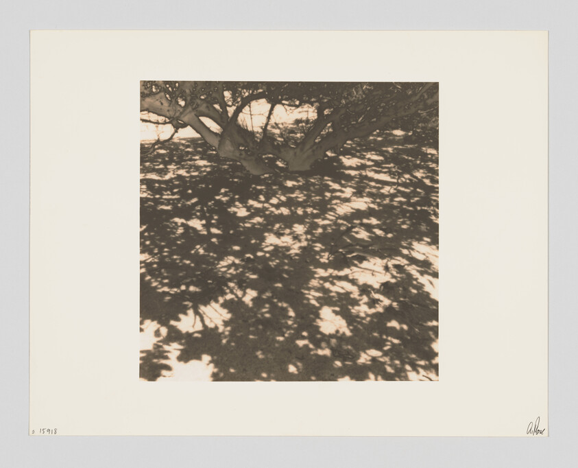 Low tree branches cast dense, dappled shadows across the sunlit ground beneath.