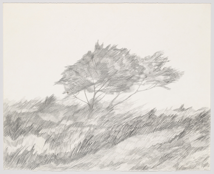 Pencil sketch of a solitary tree with a full canopy in a windswept field, with detailed strokes depicting the movement of grass and leaves.