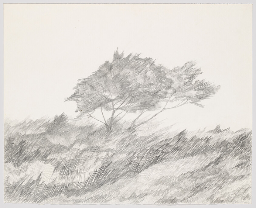 A windswept tree leans over tall grass in a simple pencil sketch landscape.