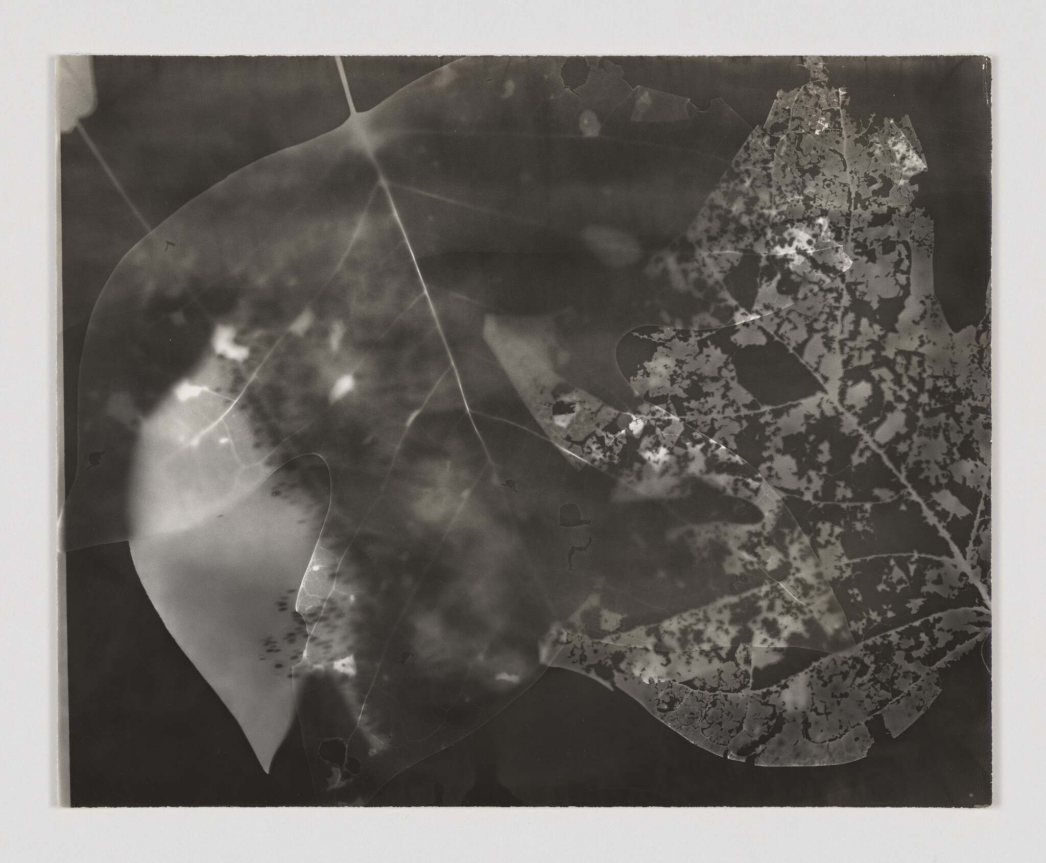 Several translucent leaves overlap, showing vein structures and mottled decay patterns against a dark background.