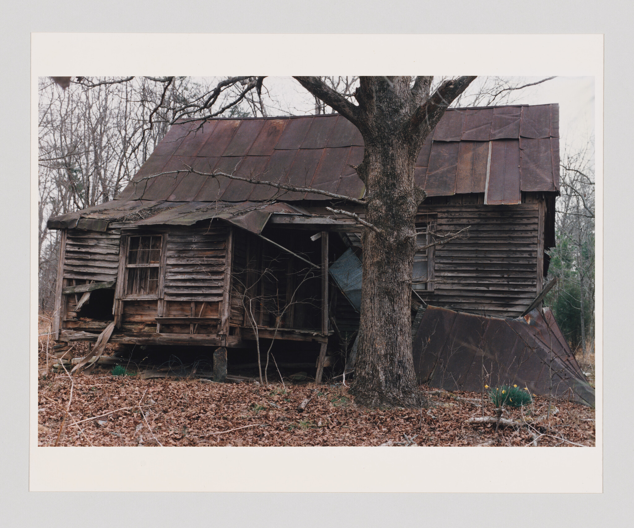 A weathered, collapsing wooden house leans beside a large tree in late autumn.