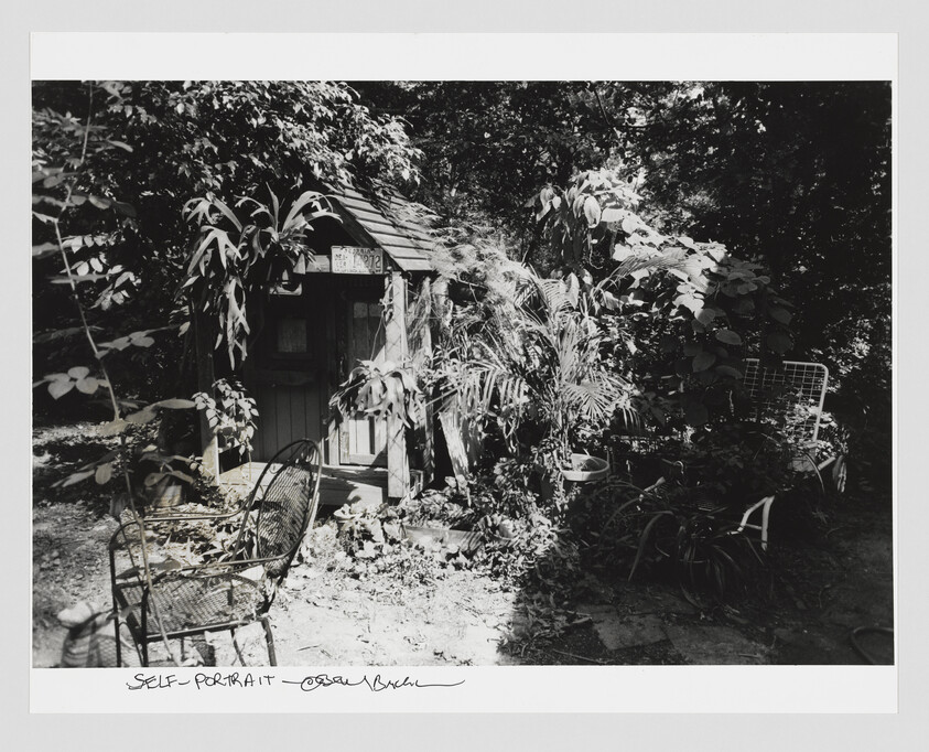 Small wooden garden shed surrounded by overgrown plants and empty metal chairs in sunlight.