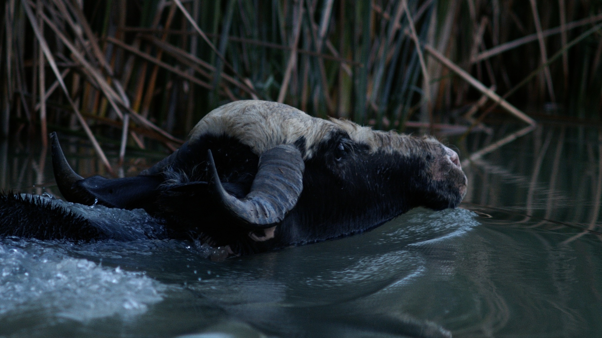 A water buffalo submerged in water with its head tilted back, large horns visible, against a backdrop of reeds.