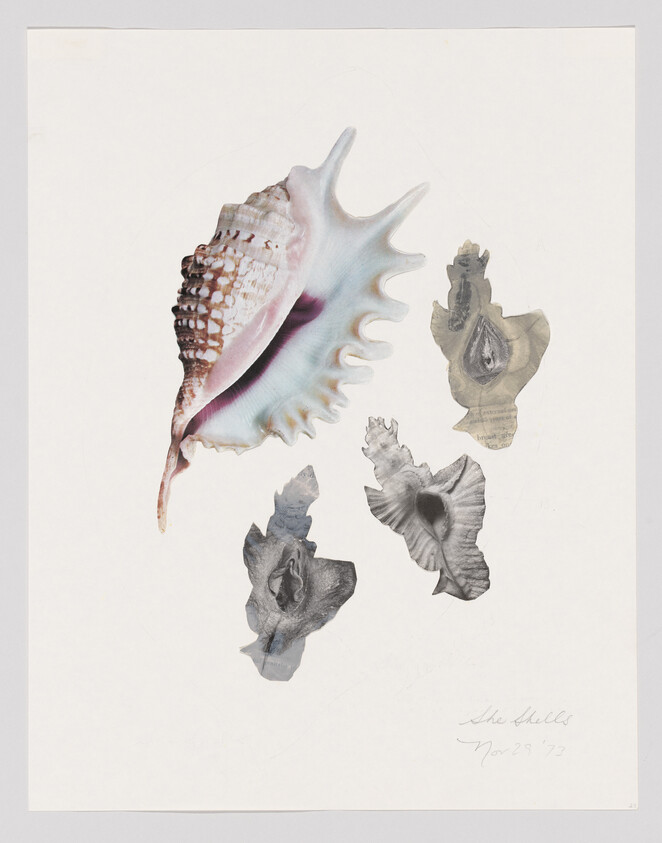 Illustration of a vibrant seashell alongside faded shell fragments, signed and dated by the artist.