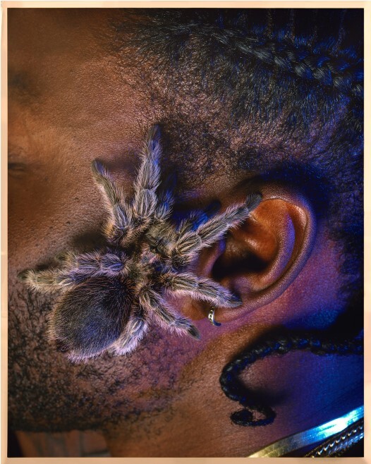A large hairy tarantula crawls and rests against a person's ear and earlobe.