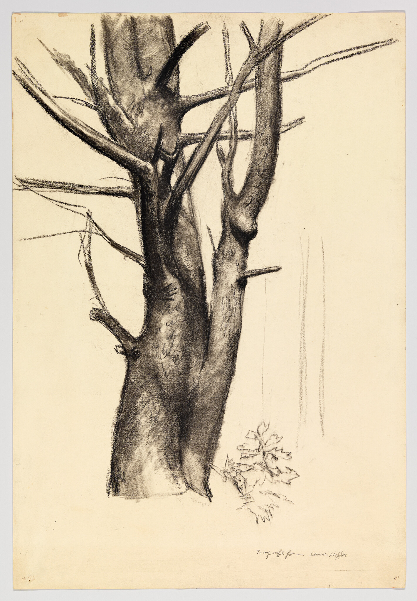 A charcoal drawing shows a split tree trunk with bare branches and small leaves at the base.