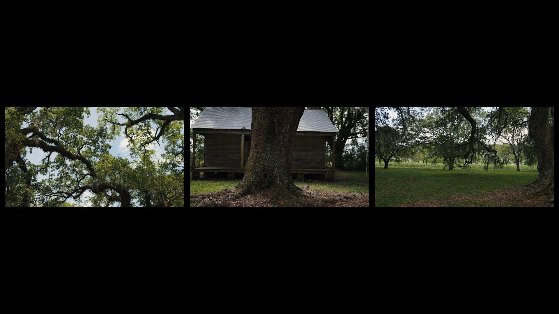 Three-panel image showing large trees, a wooden cabin, and a grassy field under a clear sky.