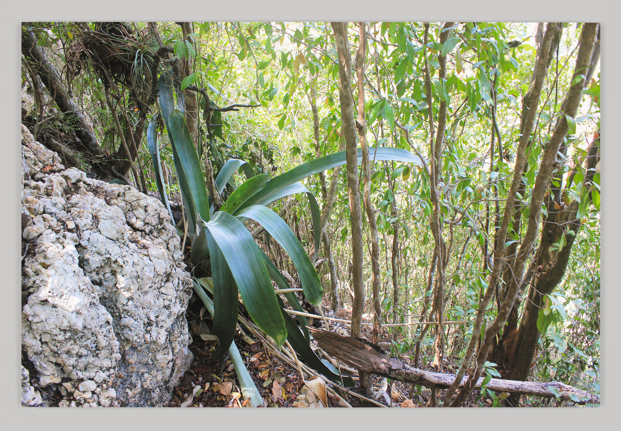 Thick green strap-leaved plant growing beside a rocky outcrop in a dense forest understory.