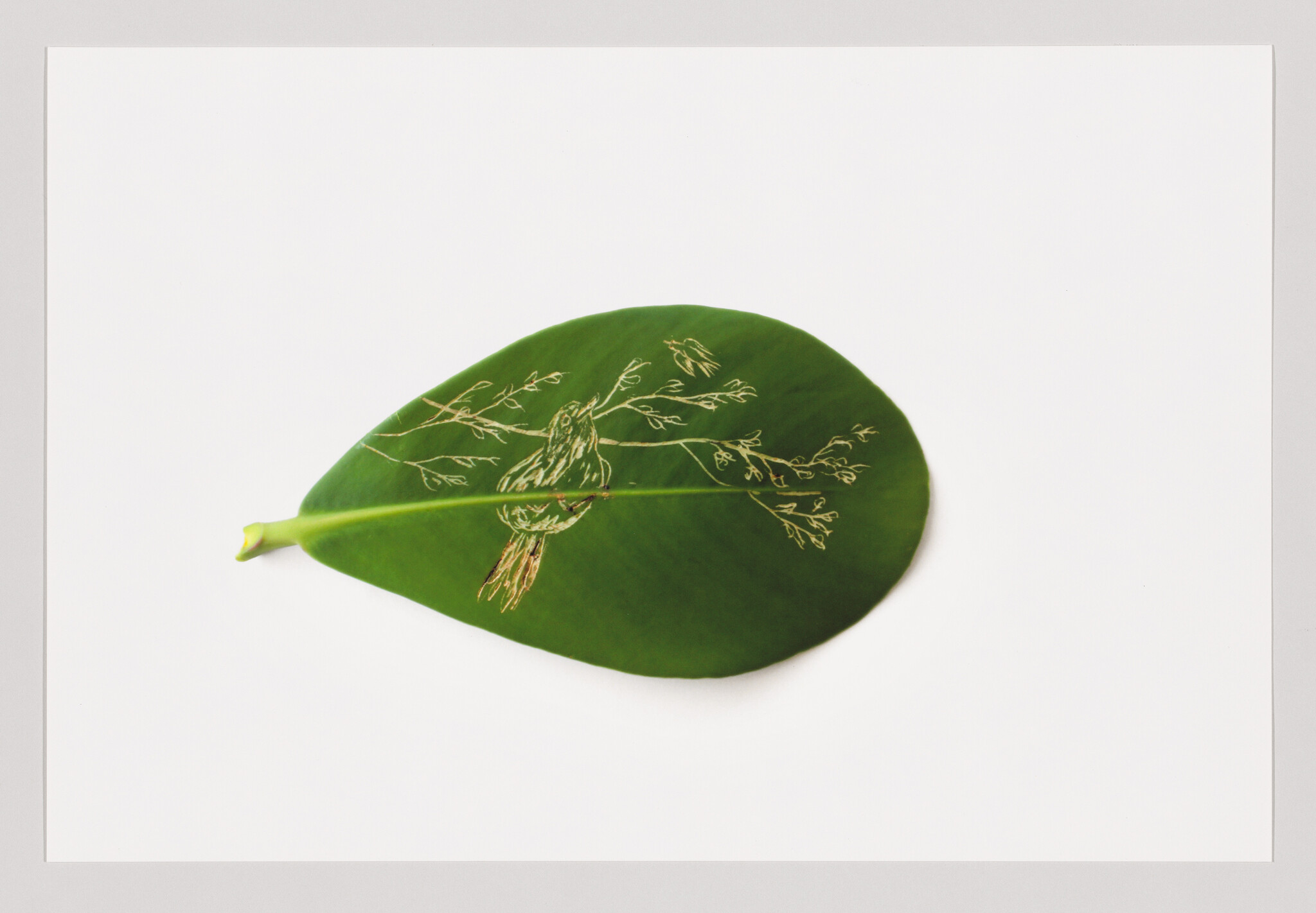 A green leaf engraved with a delicate gold drawing of a bird perched on a branch.