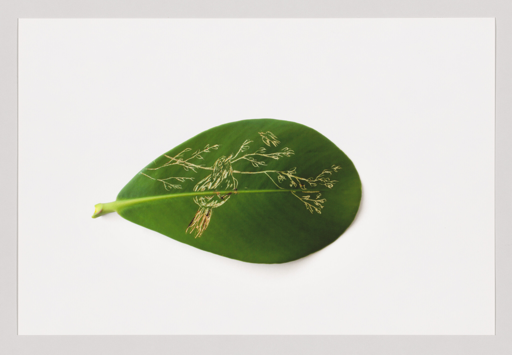 A green leaf with a delicate engraved bird perched on a branch across its surface.