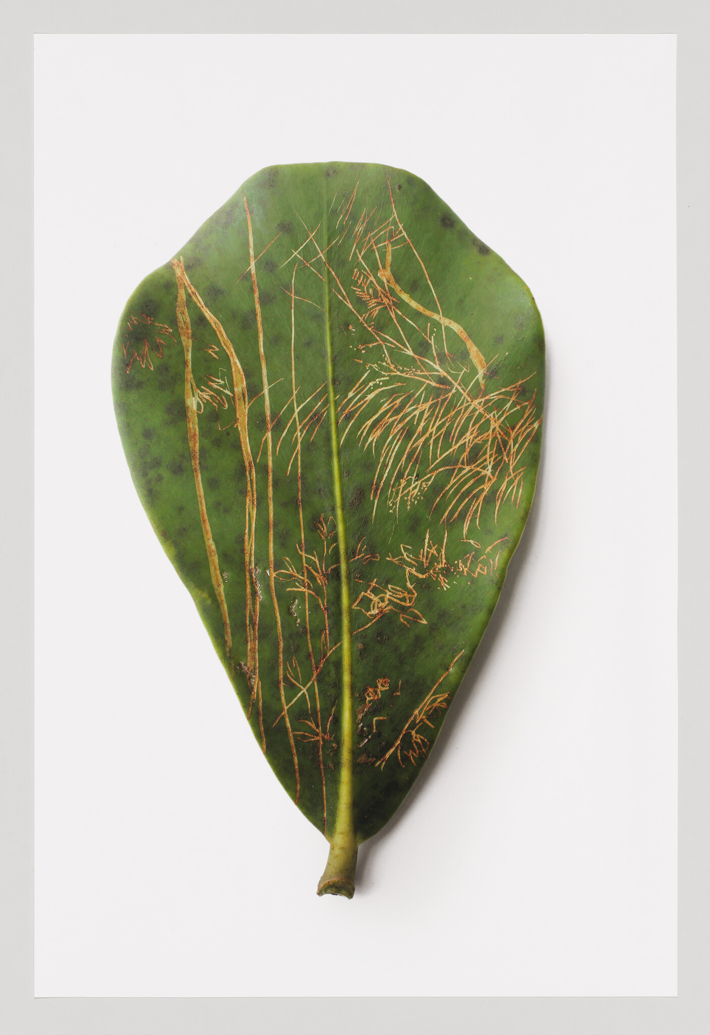 A large green leaf shows delicate golden etchings of slender plants and bamboo-like stalks.