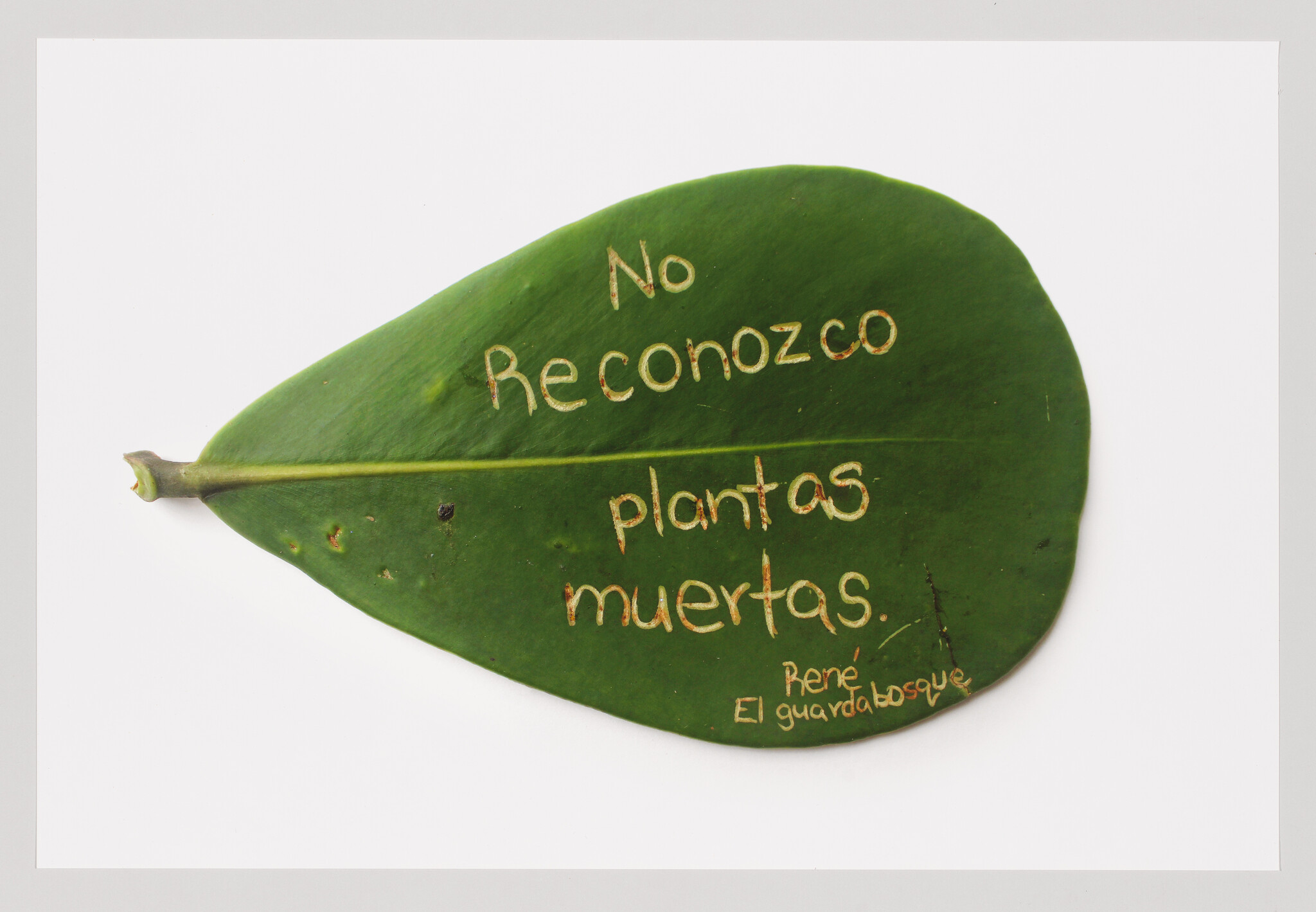 A green leaf with the words "No reconozco plantas muertas" carved into its surface.