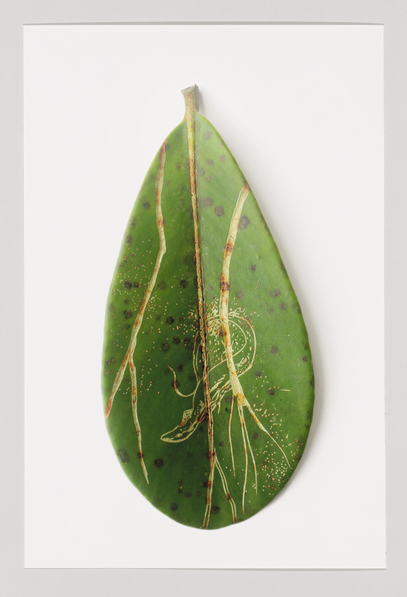 A single green leaf with pale veins and a delicate gold snake design along its surface.