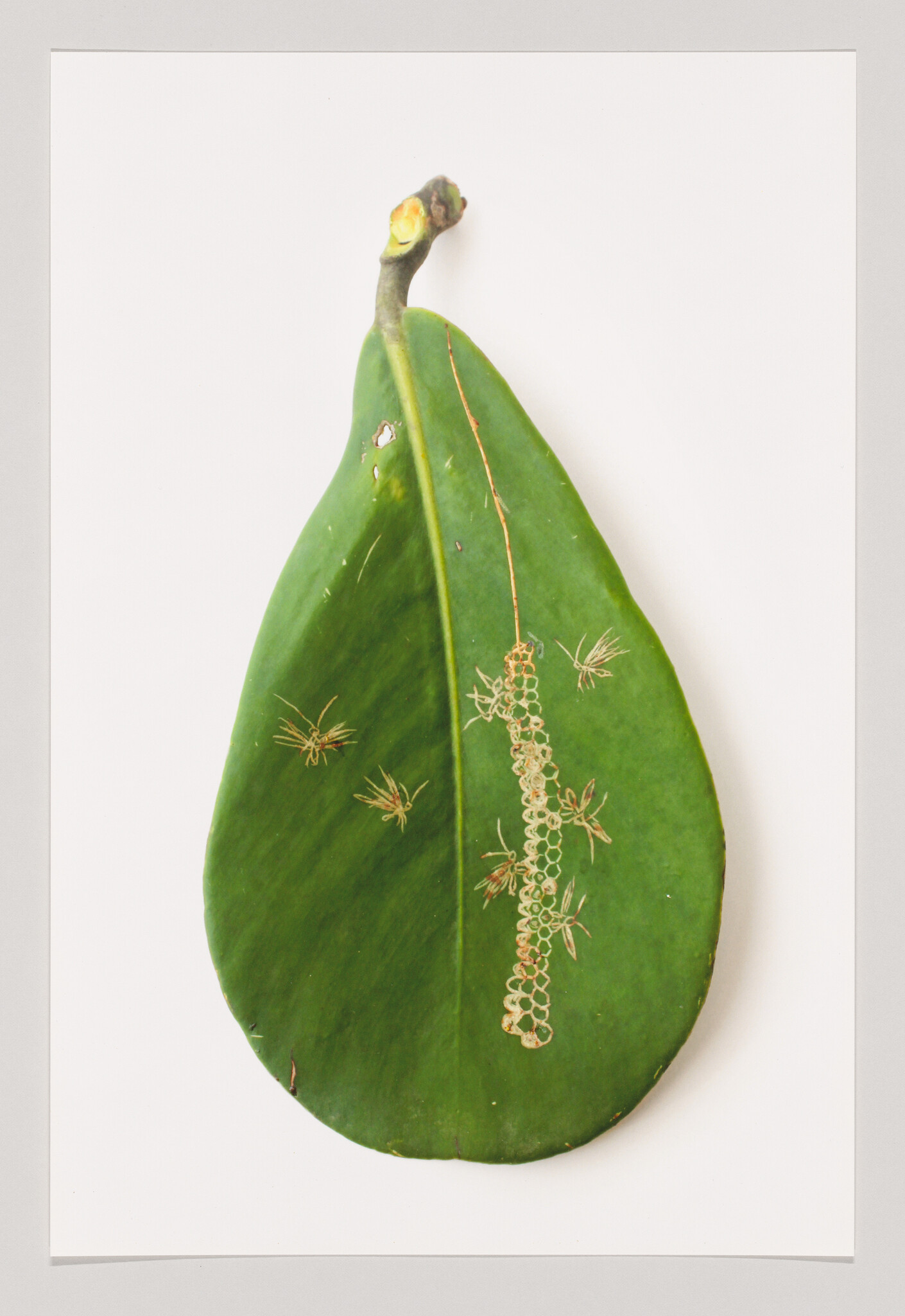 A large green leaf with a vertical chain of translucent insect egg casings and small dried hatchlings.