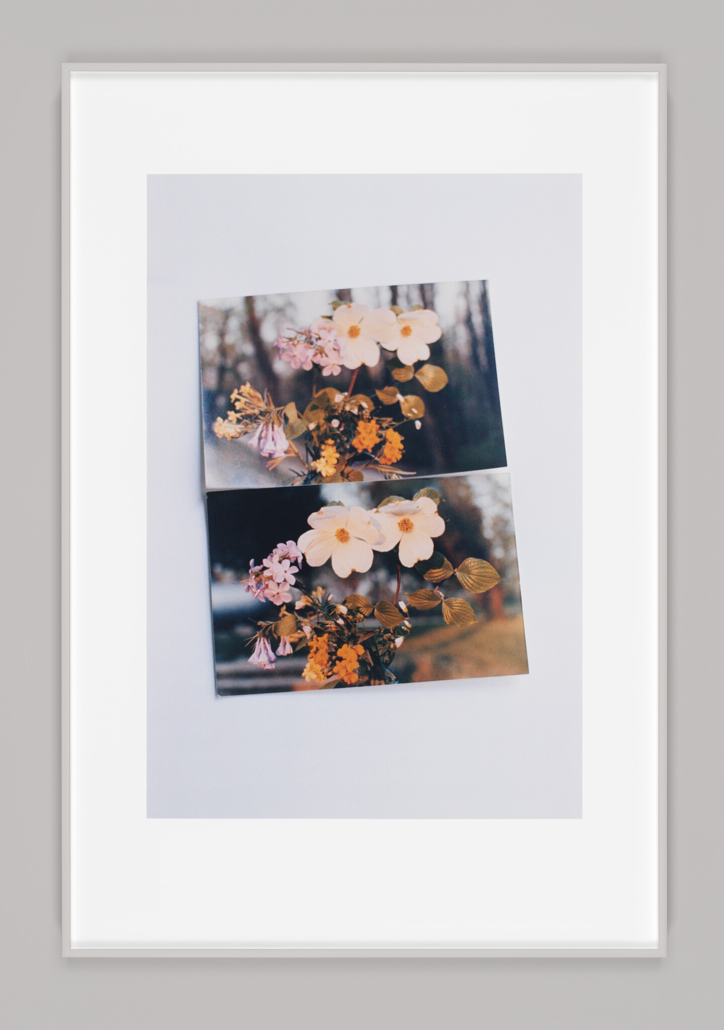 Two photographs depicting small flowers in warm lighting.