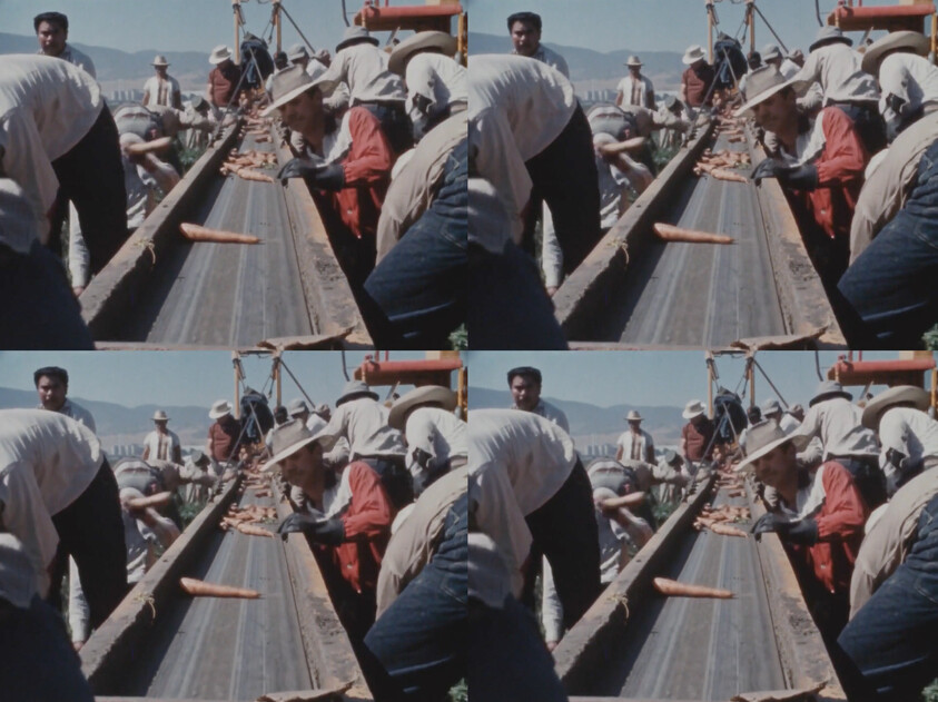 Workers sorting carrots on a conveyor belt in a field, wearing hats and gloves, with mountains in the background.