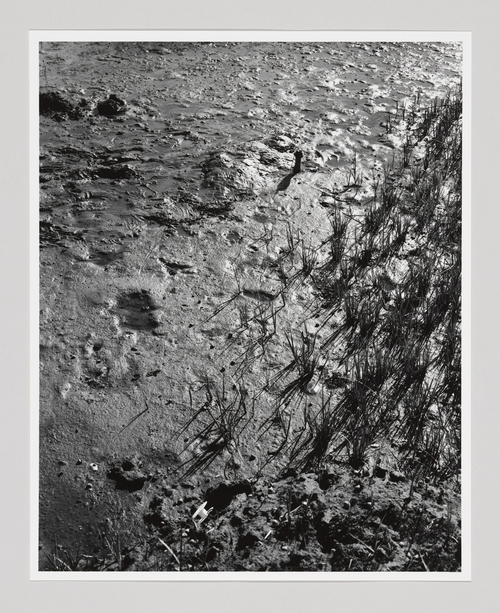 A black and white photo of muddy marshland with a fist sticking out in the upper right.